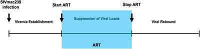 A dual-purpose humanized mouse model for testing antiviral strategies against both SIV and HIV